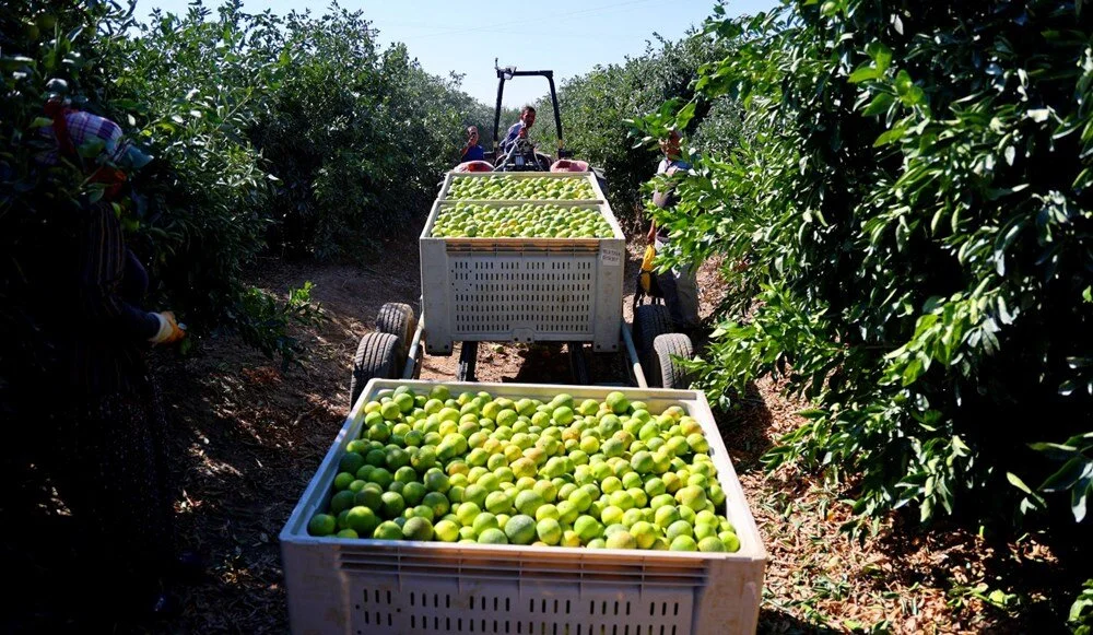 D N Jiulnr5 E2M5N R I6 Fs A