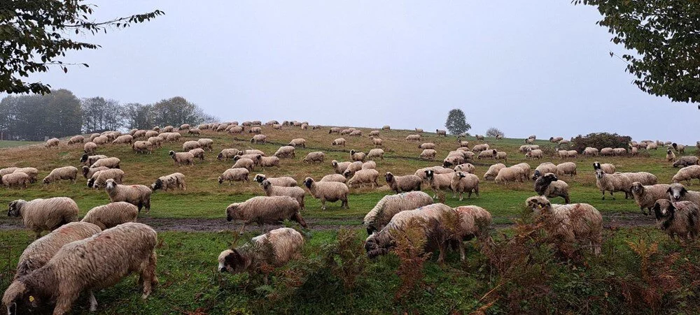 Q Of Qk S59M U2 Cy06Rgn Rhcg