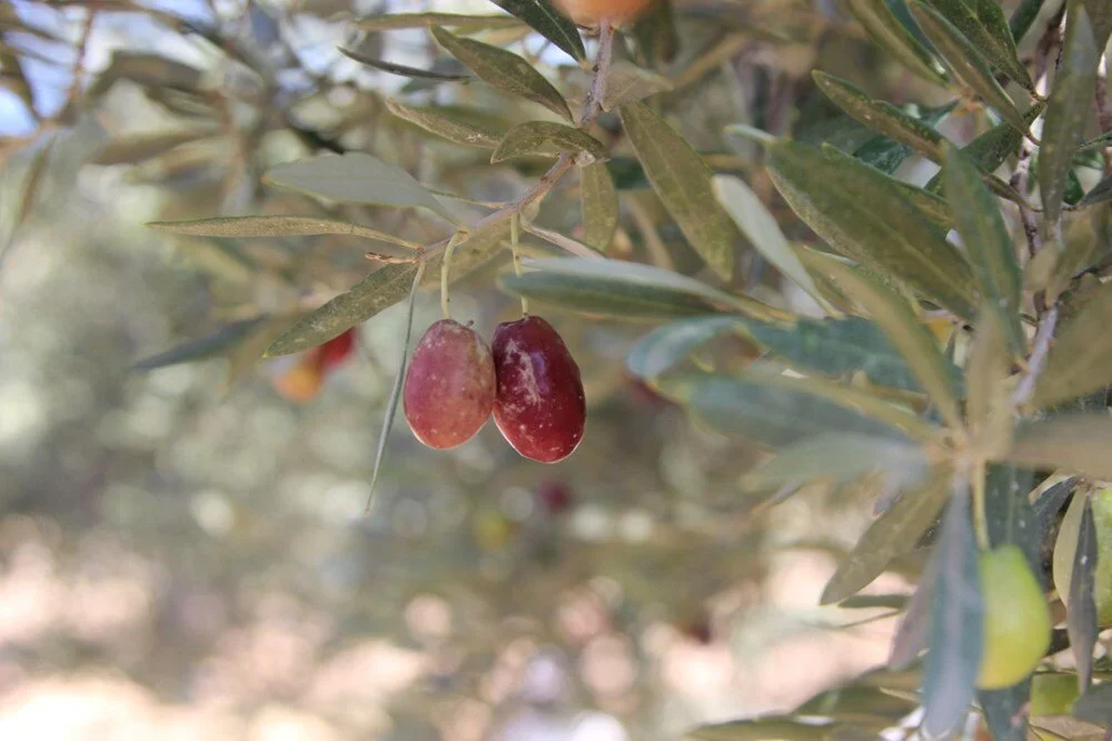 V Vd6 I Ph Ij Uy1 V0 D A Rc Nq A