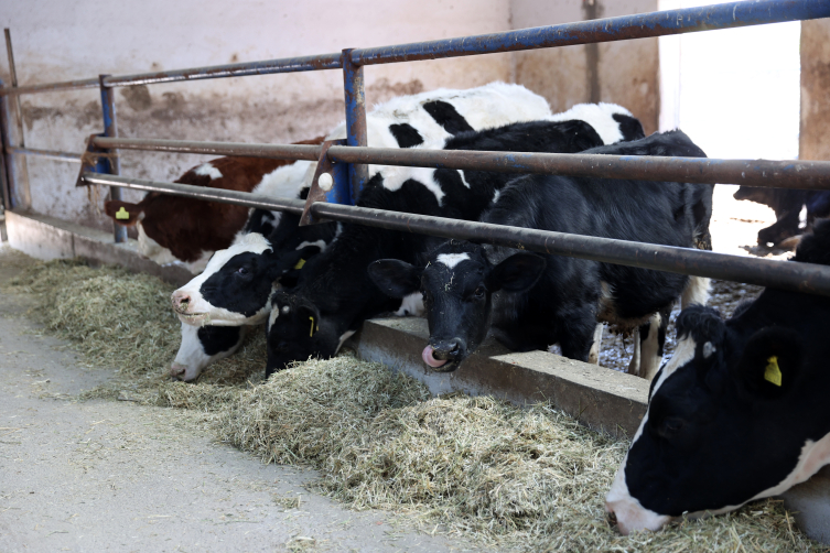 Aa Picture 20251104 39608645