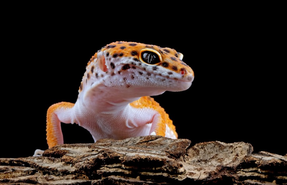 Whatsapp Image 2026 02 01 At 16.52.38 (2)